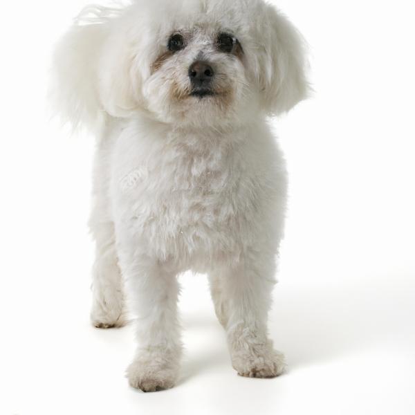 Bichon-A-Ranian